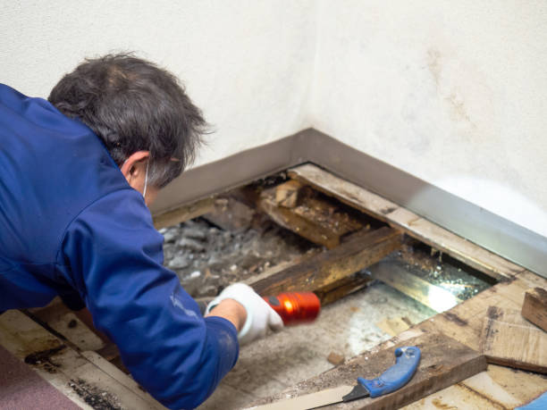 Home Mold Removal in Baldwinsville, NY
