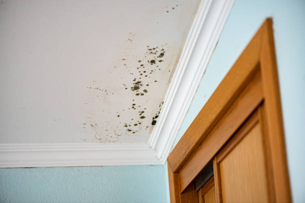 Best Black Mold Removal  in Baldwinsville, NY