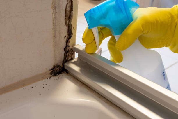 Best Certified Mold Removal  in Baldwinsville, NY