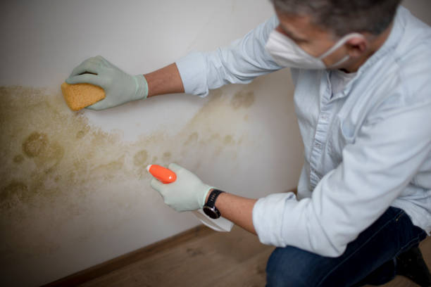 Best Residential Mold Removal  in Baldwinsville, NY