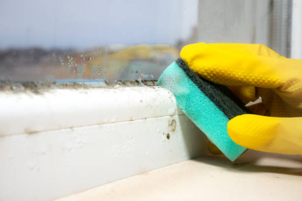 Best Best Mold Removal Companies  in Baldwinsville, NY