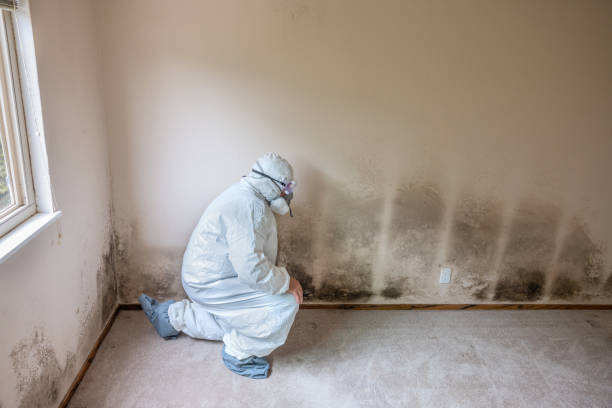 Best Local Mold Removal Service  in Baldwinsville, NY